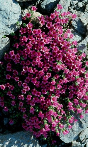 Камнеломка ПУРПУРНАЯ МАНТИЯ