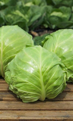 Капуста АТАМАН F1