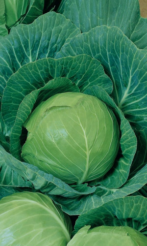 Капуста АВРОРА F1