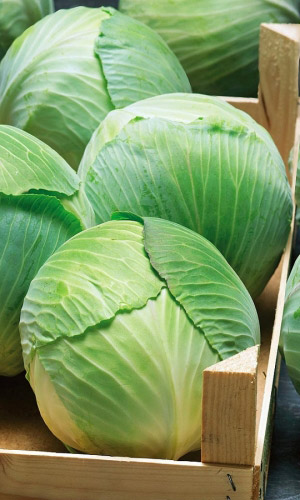 Капуста БЕЛОСНЕЖКА