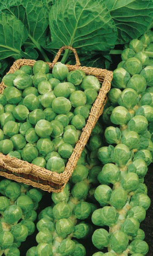 Капуста брюссельская ГЕРКУЛЕС