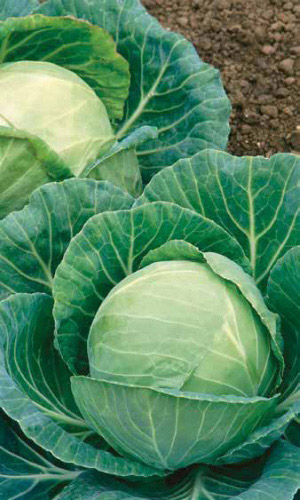 Капуста ЧУДО УЛЬТРАРАННЕЕ F1