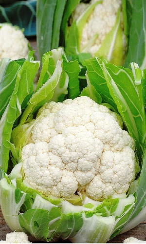 Капуста цветная СНЕГУРОЧКА F1