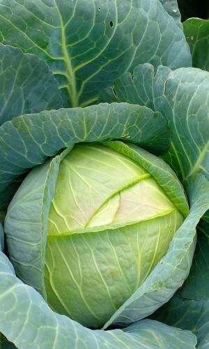 Капуста ДИАДЕМА