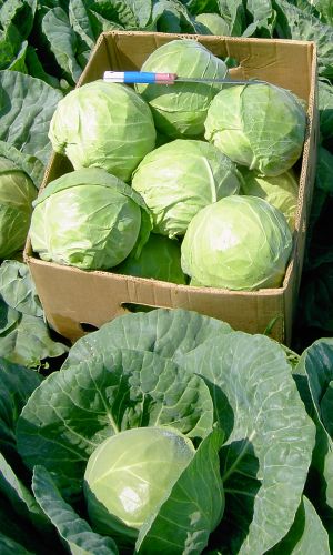 Капуста ФИНАЛ