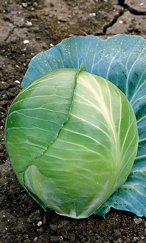 Капуста ХУТОРОК