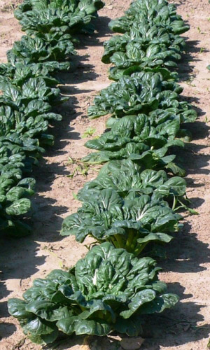 Капуста китайская ТАТСОЙ