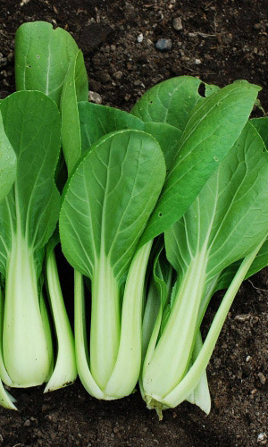 Капуста китайская ЛАСТОЧКА