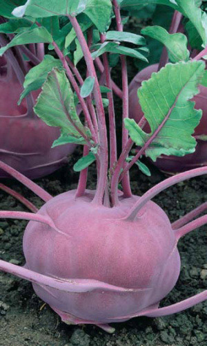 Капуста кольраби МАДОННА