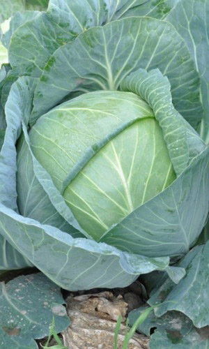 Капуста КРЮМОН F1