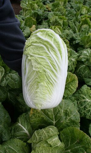 Капуста пекинская ЛЮБАША