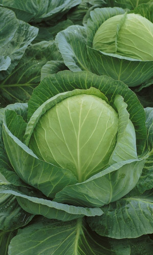 Капуста САХАРНАЯ F1