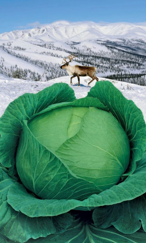 Капуста СЕВЕРЯНКА F1