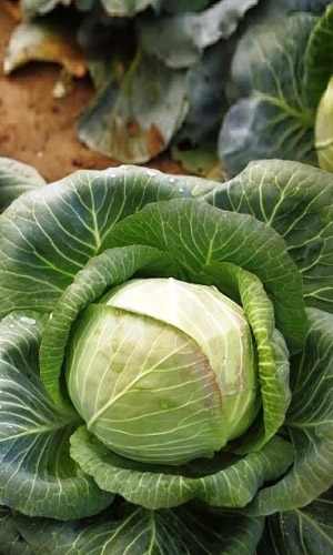 Капуста СИБИРЯЧКА 60