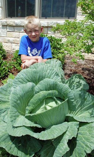 Капуста ТЁЩИН ЗАСОЛ