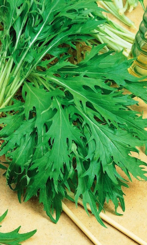 Капуста японская РУСАЛОЧКА