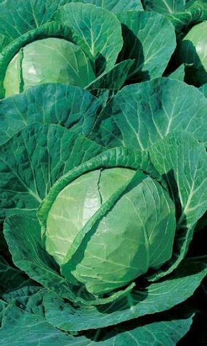 Капуста ЗИМОВКА 1474 &mdash; Высокоурожайный сорт для зимнего хранения! Пригодна для позднего квашения!