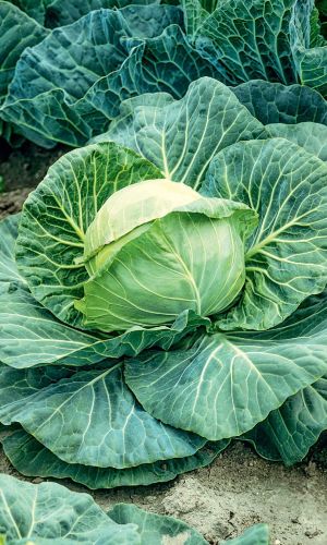 Капуста ЗОЛОТОЙ ГЕКТАР 1432