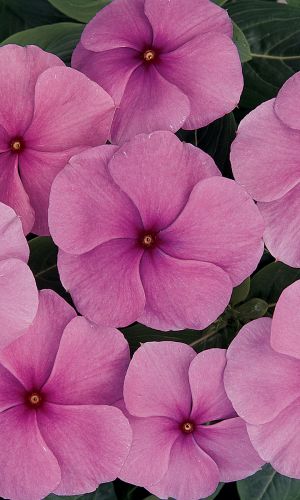 Катарантус ВУЛКАН ЛАВЕНДЕР F1