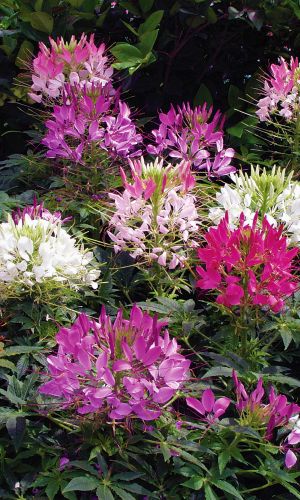 Клеома ЦВЕТНЫЕ ПАУЧКИ