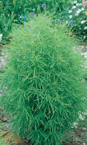 Кохия ЛЕТНИЙ КИПАРИС