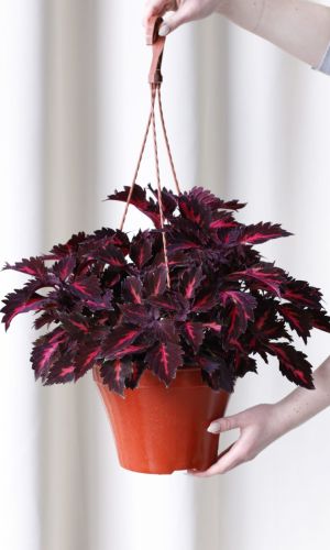 Колеус ЧЁРНЫЙ ДРАКОН