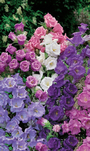 Колокольчик СМЕСЬ ЛИДЕРОВ