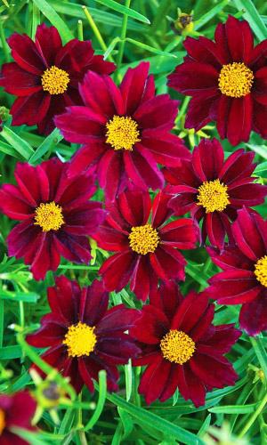 Кореопсис АМУЛЕТ