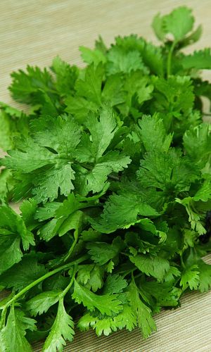 Кориандр (Кинза) МАЛАХИТОВЫЙ ТИТАН