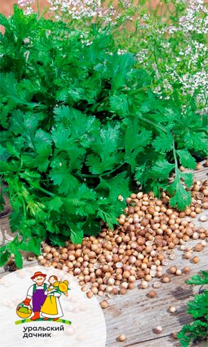 Кориандр (Кинза) ТЁТУШКА МАРИКО