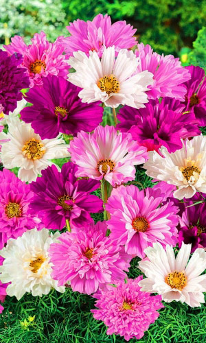 Космея ВОЛШЕБСТВО