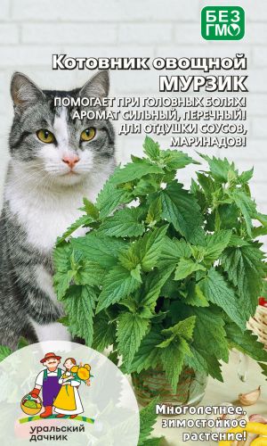 Котовник овощной МУРЗИК