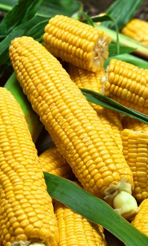 Кукуруза РАННЯЯ ЛАКОМКА 121