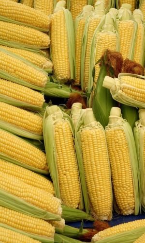 Кукуруза ТРОЙНАЯ СЛАДОСТЬ