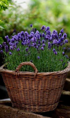 Лаванда ВОЛШЕБНЫЙ АРОМАТ