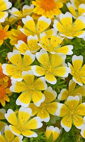 Лимнантес ЖЕЛТЫЙ С БЕЛЫМ КРАЕМ &mdash; Неприхотливый почвопокровный медонос!