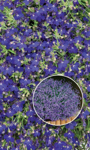 Лобелия ампельная САПФИР