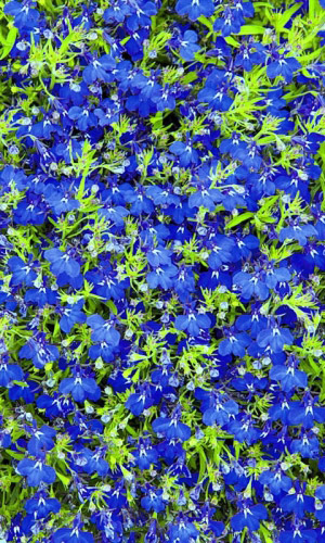 Лобелия ГОЛУБОЙ БРИЗ