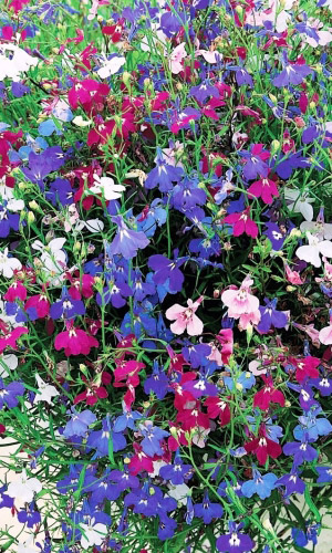 Лобелия НИТИ ЖЕМЧУГА