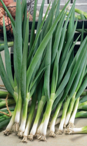 Лук алтайский АЛЬВЕС