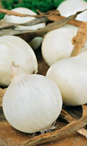 Лук репчатый БЕЛЫЙ