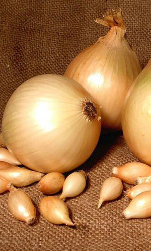 Лук репчатый ХАЛЦЕДОН