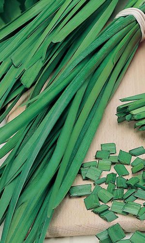 Лук на зелень КАЗАЧОК