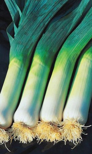 Лук порей СИБИРСКИЙ ВЕЛИКАН F1