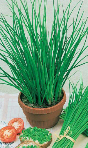 Лук слизун ЛИДЕР