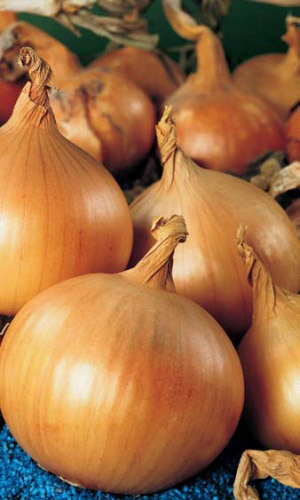 Лук репчатый ЗОЛОТНИЧОК
