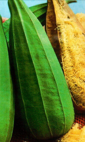 ЛЮФФА &mdash; Вкусно и практично! Гарнир! Банная принадлежность! Лекарство!