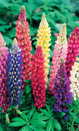 Люпин ГИГАНТСКИЙ ФЕЙЕРВЕРК