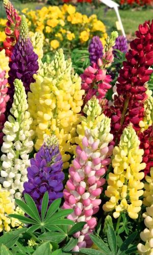 Люпин СМЕСЬ РАССЕЛА