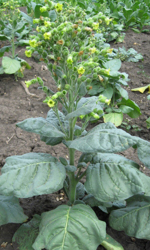 Махорка РУССКАЯ